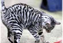 Bild von Katzenaufzucht bilder fürs handy