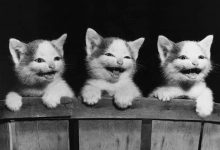 Bild von Katzenaugen bilder fürs handy