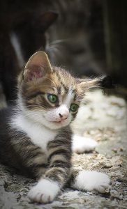 Katzenbaby Bilder Süß 182x300 - Free Funny Cat Pictures Bilder