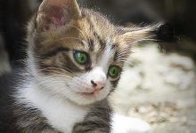 Bild von Katzenbaby Bilder Süß bilder fürs handy