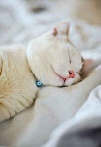 Katzenbabys Bilder Kostenlos 206x300 - Lustige Kätzchen