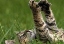 Bild von Katzenbabys Fotos bilder fürs handy