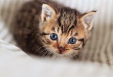 Bild von Katzenbabys Fotos Kostenlos bilder fürs handy