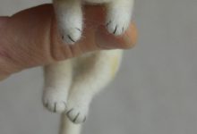 Bild von Katzenbabys Fotos Kostenlos Bilder Kostenlos bilder fürs handy
