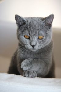Katzenbabys Kostenlos 200x300 - Katzenbilder Mit Lustigen Sprüchen