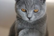 Bild von Katzenbabys Kostenlos bilder fürs handy
