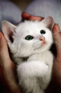 Katzenbabys Verkaufen 197x300 - Cat Breeds With Pictures Bilder