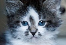 Bild von Katzenbild Aus Vielen Kleinen Bildern bilder fürs handy