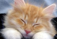 Bild von Katzenbilder Als Hintergrund Bilder Kostenlos bilder fürs handy