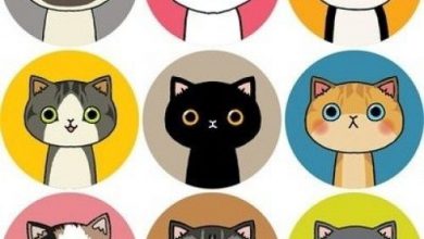 Bild von Katzenbilder Desktop Hintergrund