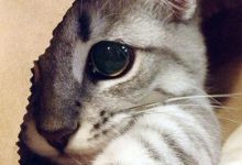 Bild von Katzenbilder Guten Morgen bilder fürs handy