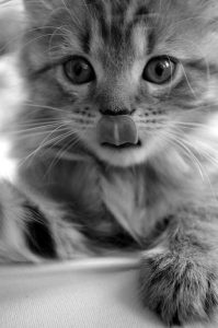 Katzenbilder Kaufen 199x300 - Funniest Cat Pics Bilder