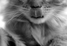 Bild von Katzenbilder Kaufen bilder fürs handy
