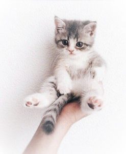 Katzenbilder Kostenlos Downloaden 247x300 - White Cute Cat Images Gallery Bilder