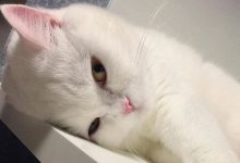 Bild von Katzenbilder Kostenlos Zum Ausdrucken bilder fürs handy