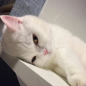 Katzenbilder Kostenlos Zum Ausdrucken 300x300 - Katzenbilder Mit Lustigen Sprüchen