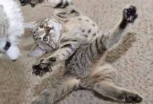 Bild von Katzenbilder Lustig bilder fürs handy