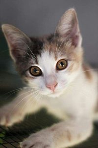 Katzenbilder Lustig Als Hintergrund 200x300 - Funny Cat Illustrations Bilder