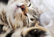 Bild von Katzenbilder Lustig Mit Sprüchen bilder fürs handy