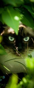 Katzenbilder Mit Lustigen Sprüchen 117x300 - Haustiere Bilder