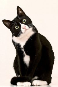 Katzenbilder Mit Sprüchen Kostenlos 200x300 - Amazing Cat Photos Bilder