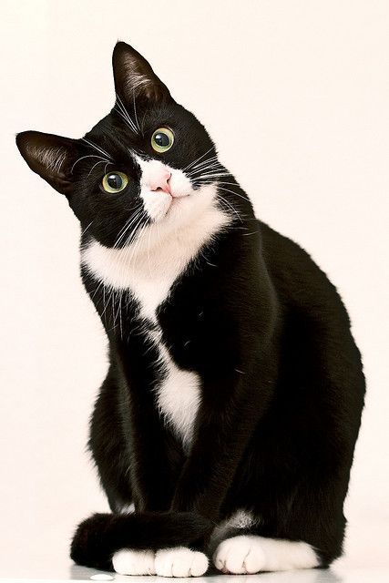 Katzenbilder Mit Sprüchen Kostenlos - Katzenbilder Mit Sprüchen Kostenlos