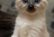 Bild von Katzenbilder Mit Sprüchen Deutsch bilder fürs handy