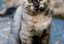 Bild von Katzenbilder Mit Text bilder fürs handy