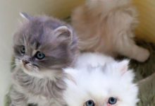 Bild von Katzenbilder Ostern bilder fürs handy
