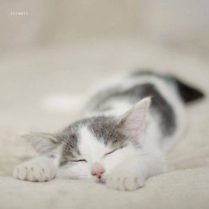 Katzenbilder Süß 300x300 - British Kurzhaar