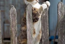 Bild von Katzenbilder Witzig bilder fürs handy