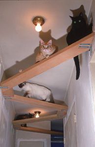 Katzenbilder Witzig Bilder Kostenlos 194x300 - Gratis Katzen Kaufen