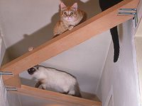 Bild von Katzenbilder Witzig Bilder Kostenlos bilder fürs handy