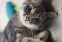 Bild von Katzenbilder Zum Ausdrucken Gratis bilder fürs handy