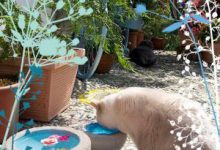 Bild von Katzenbilder Zum Ausdrucken Und Ausmalen bilder fürs handy