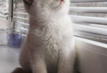 Bild von Katzenbörse bilder fürs handy