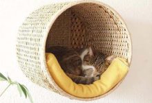 Bild von Katzenforum Bilder Kostenlos bilder fürs handy