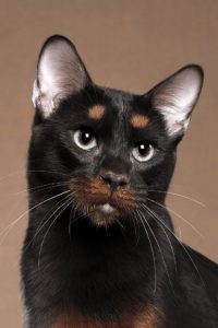 Katzenfotografie 200x300 - Katzenbilder Zum Ausdrucken Und Ausmalen