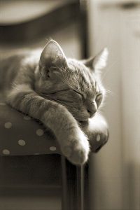 Katzenfotos Kostenlos Downloaden 200x300 - Schöne Katzenbabys