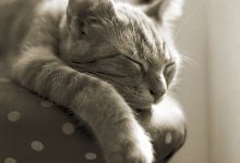 Bild von Katzenfotos Kostenlos Downloaden bilder fürs handy