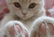 Bild von Katzenfotos Mit Sprüchen bilder fürs handy