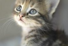 Bild von Katzenfotos Zum Ausdrucken bilder fürs handy
