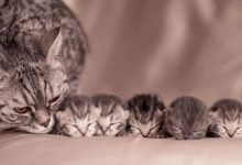 Bild von Katzenfreunde bilder fürs handy