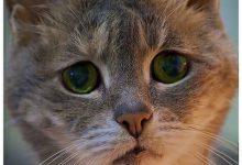 Bild von Katzengeburt bilder fürs handy