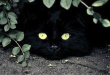 Bild von Katzenjunges bilder fürs handy