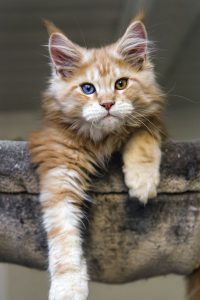 Katzenkastration 200x300 - Pictures Of Kittens With Captions Bilder