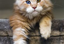 Bild von Katzenkastration bilder fürs handy