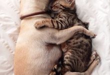 Bild von Katzenkinder Bilder fürs handy