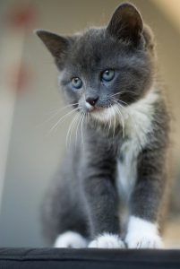 Katzenkrankheiten 201x300 - Süße Katzenbilder Mit Sprüchen