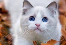 Bild von Katzenleukose bilder fürs handy